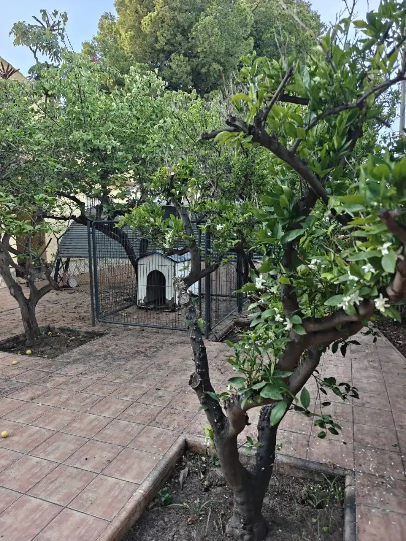 Jardín de Casa o chalet de alquiler en San Vicente del Raspeig / Sant Vicent del Raspeig con Aire acondicionado, Calefacción y Jardín privado
