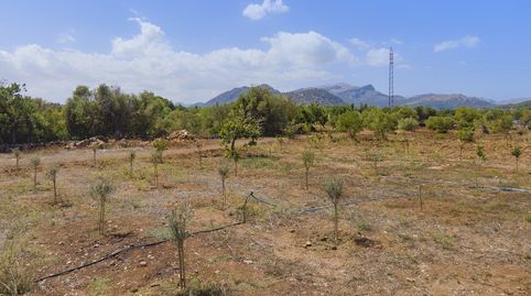 Parcela con proyecto de villa en venta en Pollensa, norte de Mallorca, immagine 5