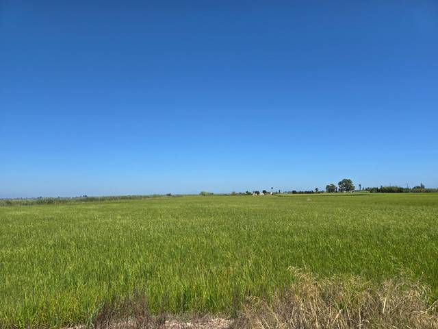 Terreno en Venta en Eucaliptus - Poble Nou del Delta