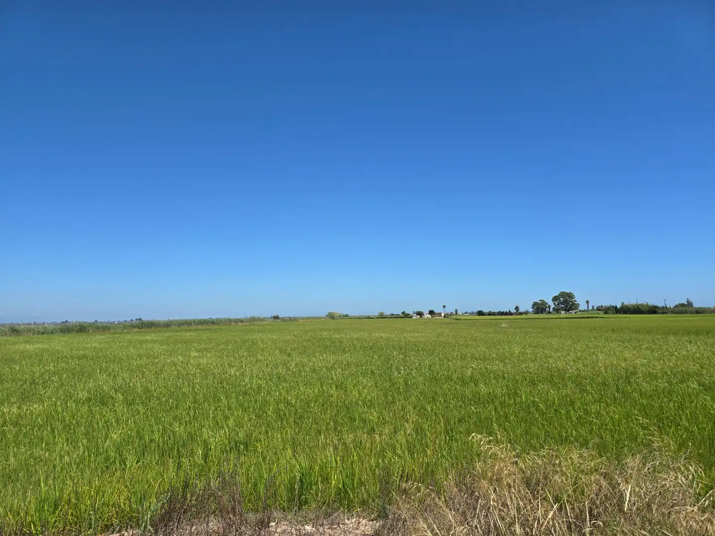 Terrain rustique à vendre à Eucaliptus- Poble Nou del Delta