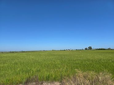 Terrain rustique à vendre à Eucaliptus- Poble Nou del Delta
