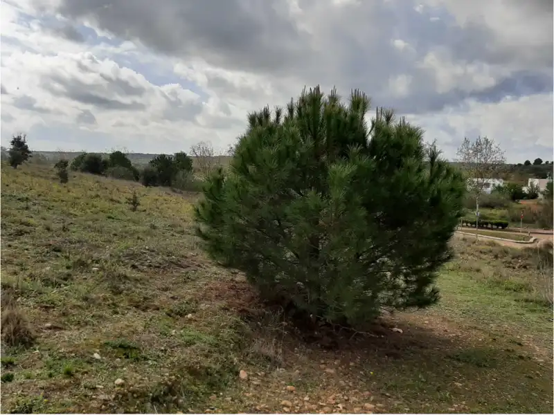 Terreni e lotti in vendita a GOLF DEL GUADIANA, imagen 6