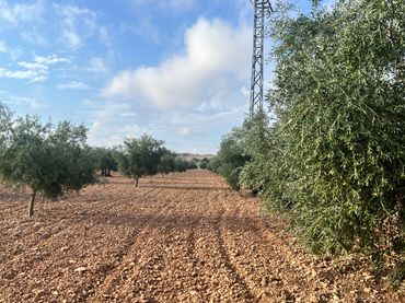 Terreno rustico in vendita a Camuñas