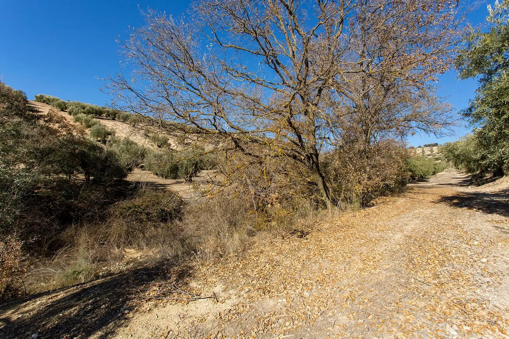 Terreni e lotti in vendita a Poligono 2 parcela 276 y 409, imagen 30