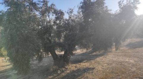 OLIVAR ENTRE LUQUE Y ALBENDIN, immagine 4
