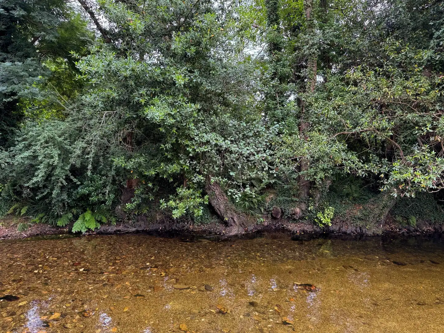 Land for sale in Mondoñedo