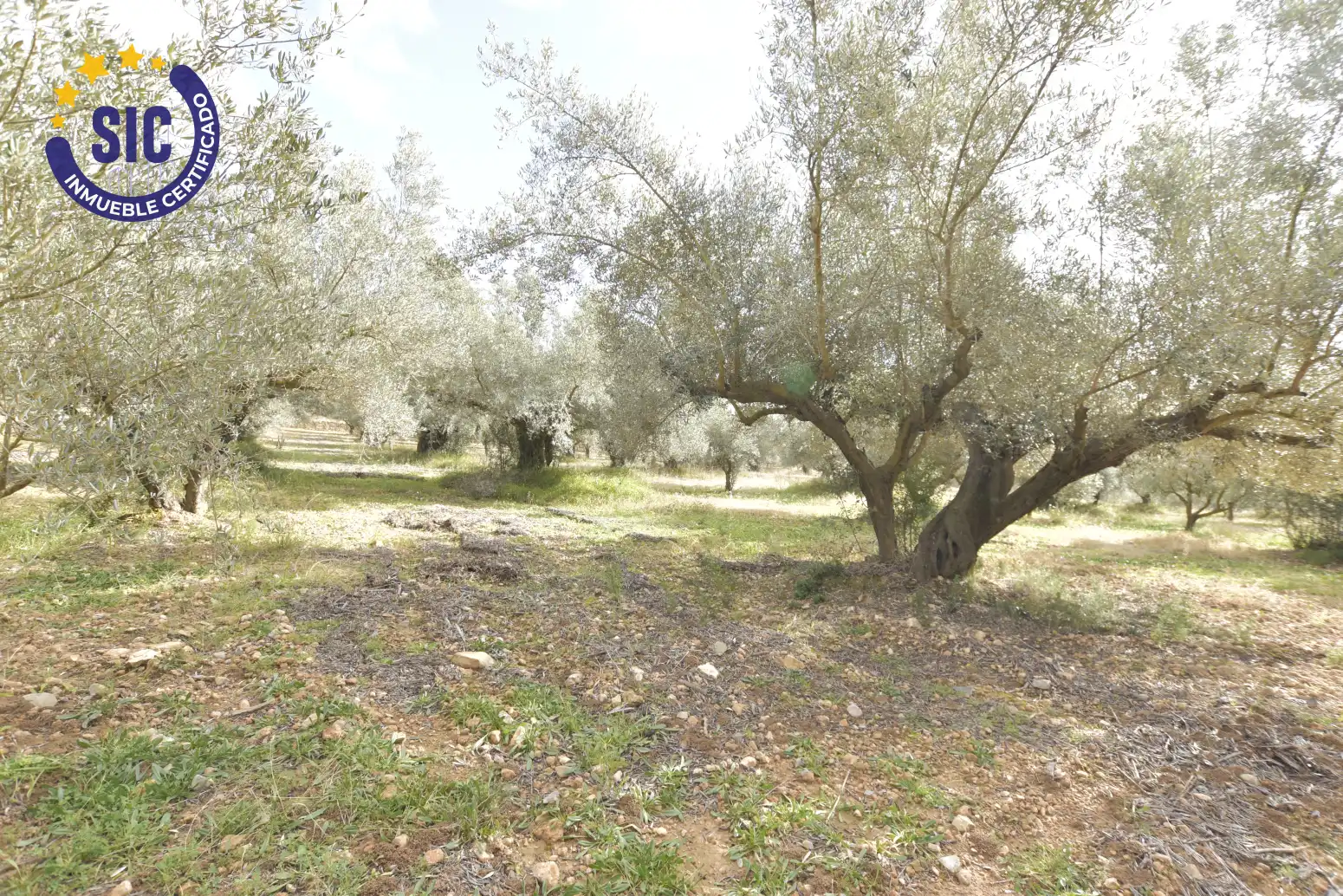 Land for sale in Jérica