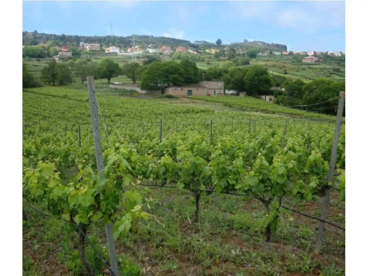 Vista exterior de Finca rústica en venta en El Sauzal con Jardín privado