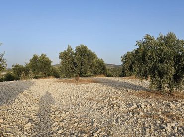 Terreno rustico in vendita a Baena