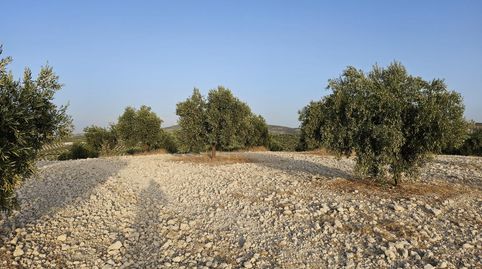 Finca de 16,68  hectáreas de secano con olivos jóvenes en Puente Piedra BAENA