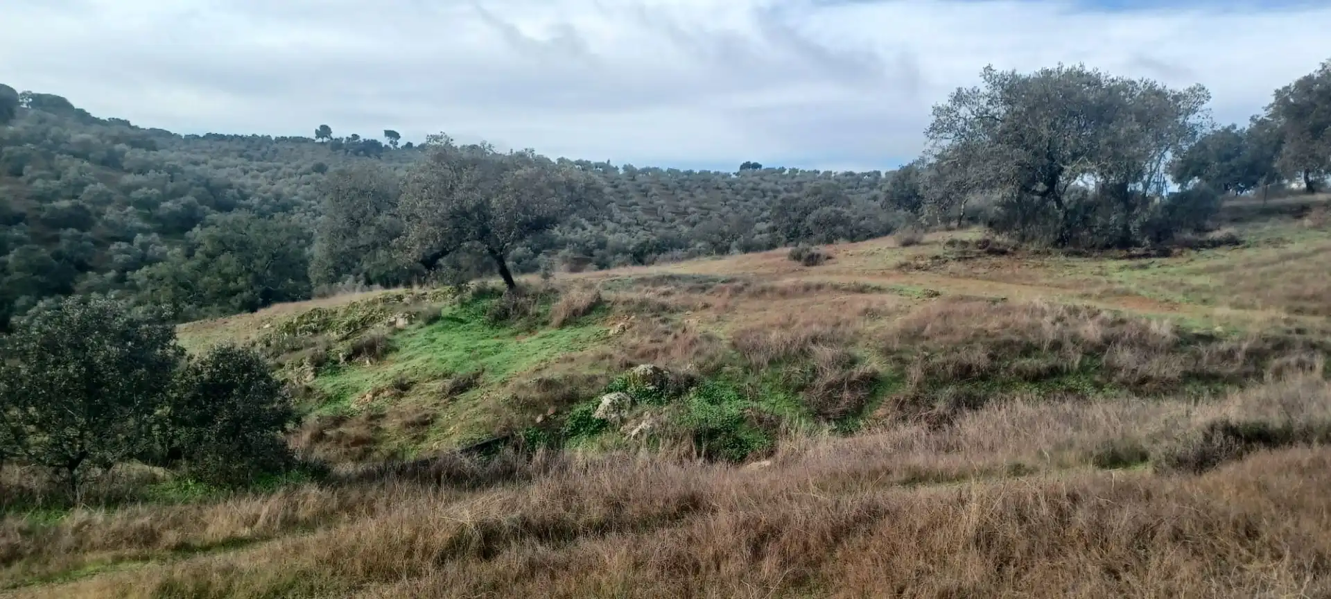 Terreny rústic en venda a Cazalla de la Sierra, imagen 39