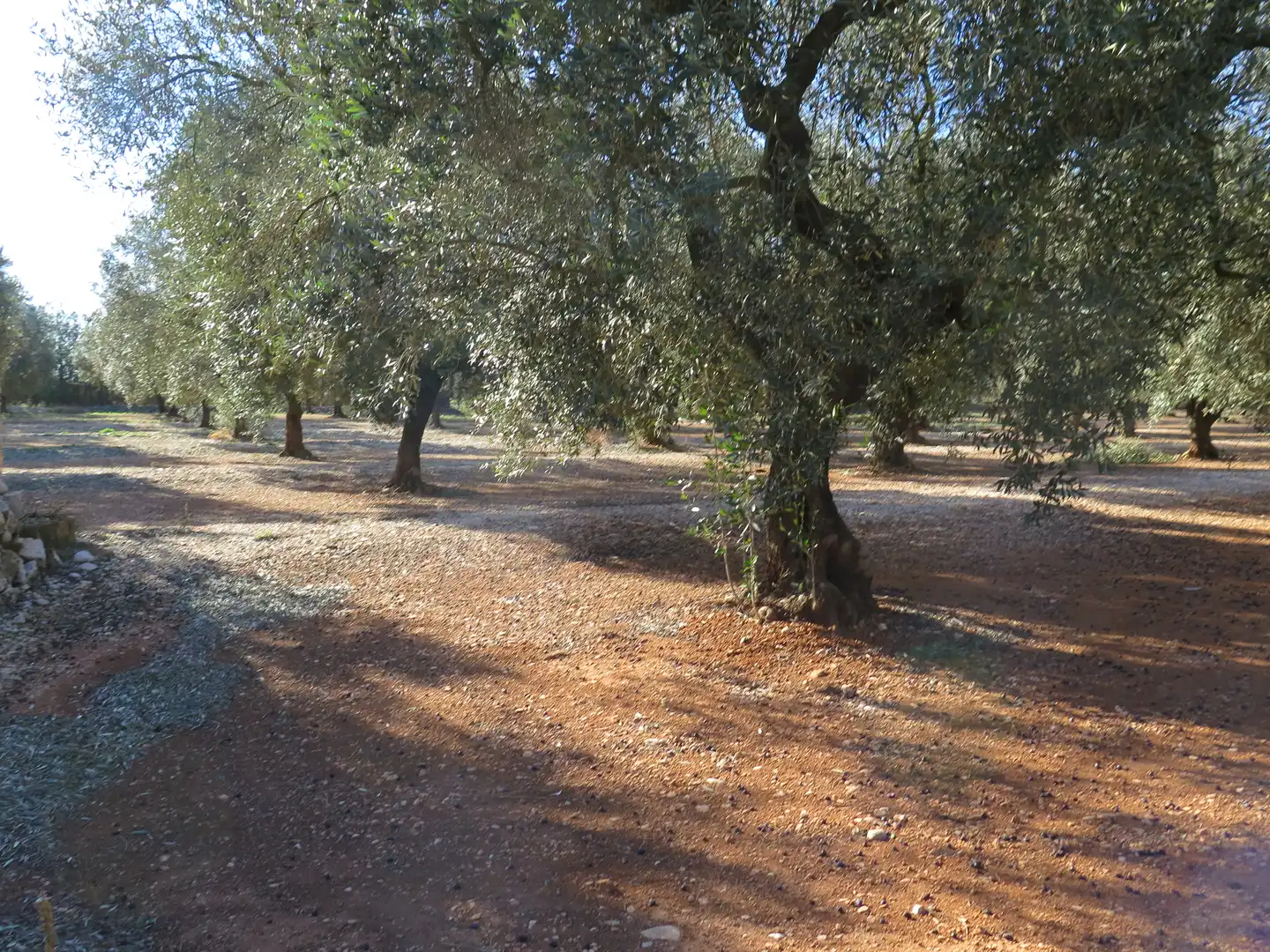 Jardín de Terreno en venta en Ulldecona