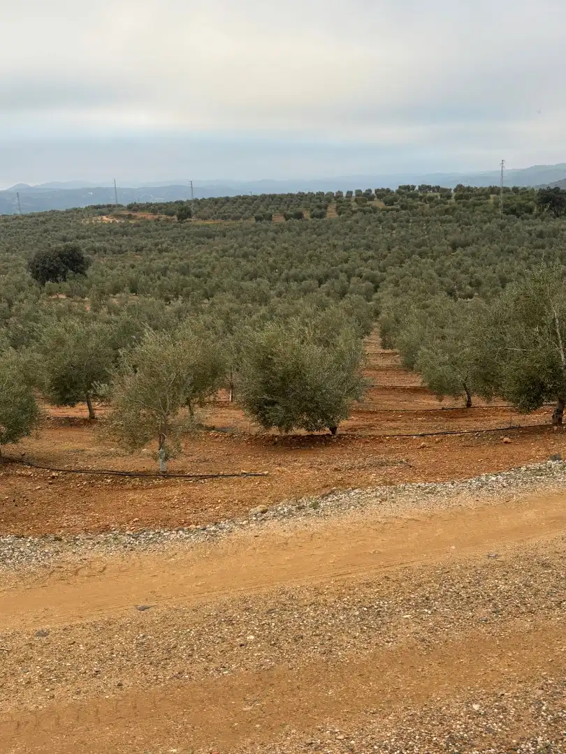 Terreni e lotti in vendita a Carretera Constantina, imagen 11