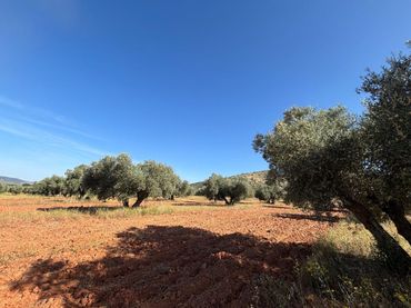 Terreno rustico in vendita a Malagón