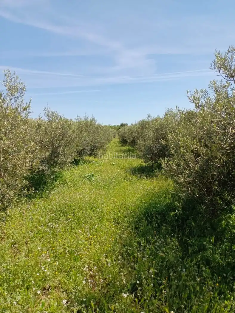 Rural land for sale in Carrer Molí del Mig 29, imagen 3