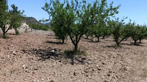 Terreno rústico de 6.681 m2 en Cehegín  Paraje El Chaparral, immagine 5
