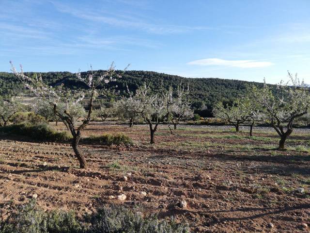 Terreno en Venta en Poligono BISCOY (BISCOIS) POL. 2 en Ibi