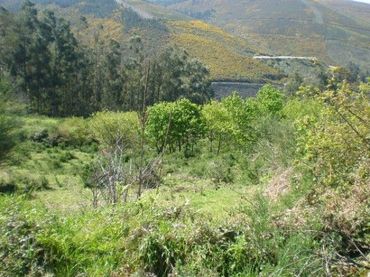 Wohnbaugrundstück zum Verkauf in A Cañiza