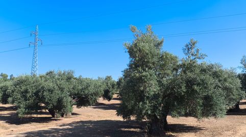 Finca de olivares centenarios de riego, imatge 4