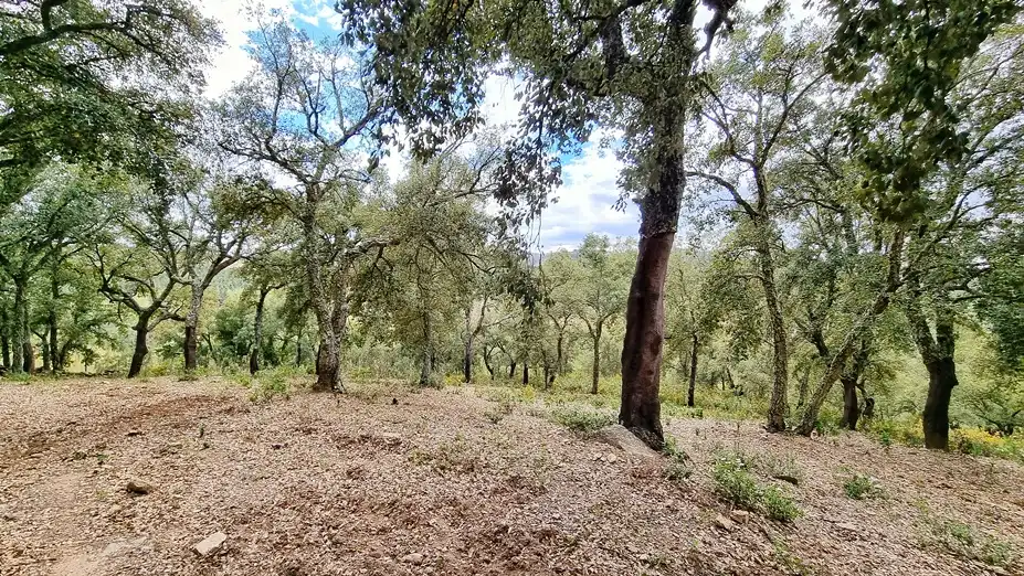 Terreny rústic en venda a Galaroza, imagen 9