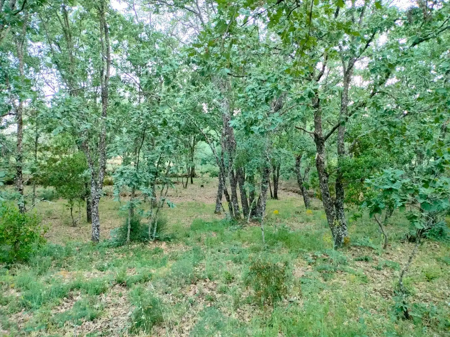 Terreni e lotti in vendita a Villanueva de la Vera, imagen 9