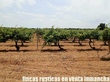 Rural land for sale in Villarrobledo