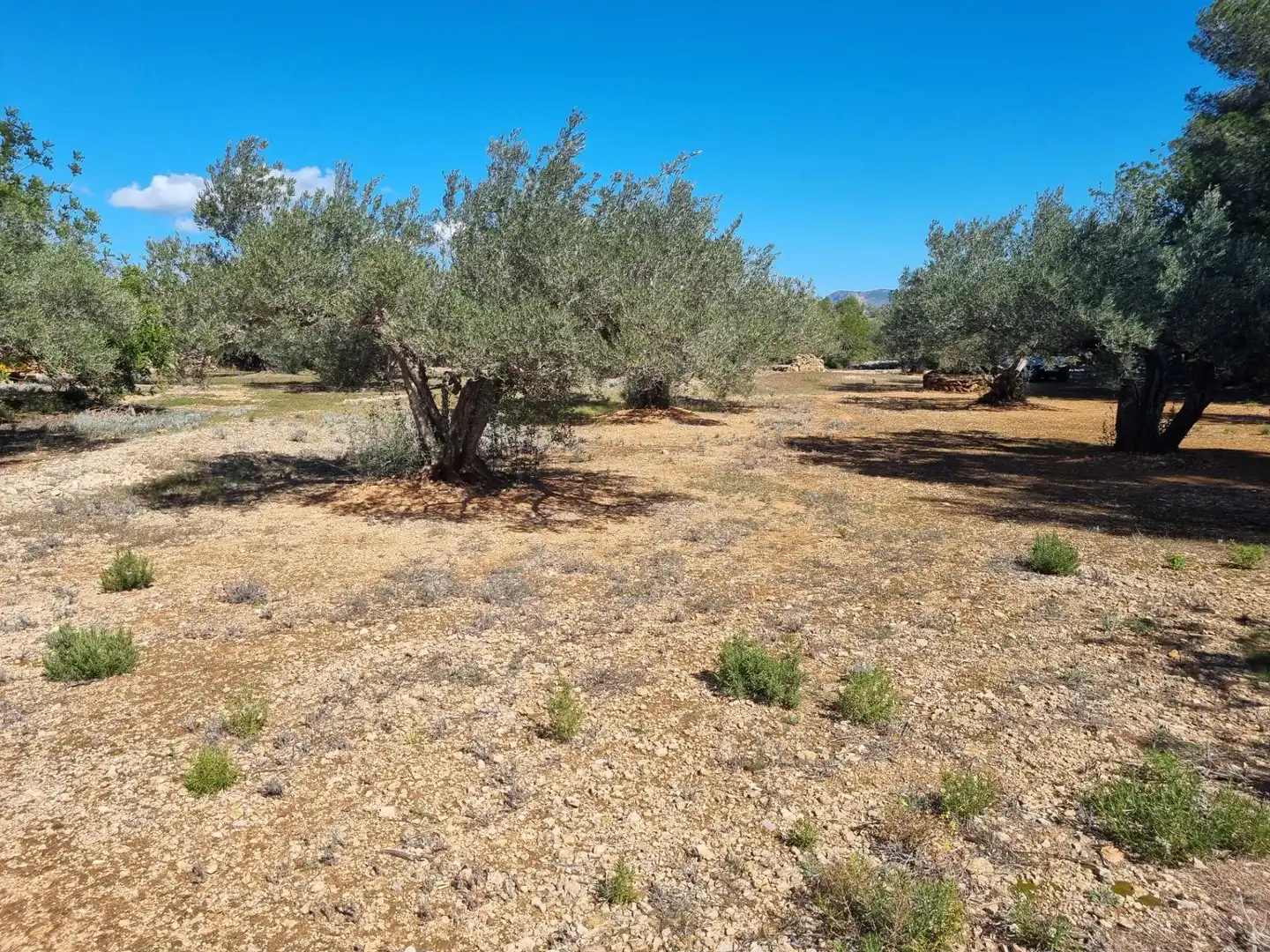 Terreno rustico in vendita a El Perelló, imagen 5