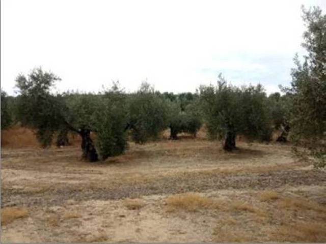 Terreno en Venta en Lopera