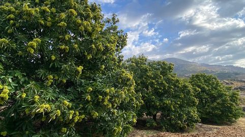 Finca de castaños en la sierra de El Torno 8.300 m2 . 💰 Precio 45.000 €