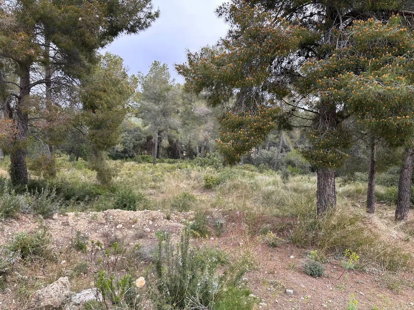 Terreno residencial en venta en Primera Avinguda 41, imagen 3