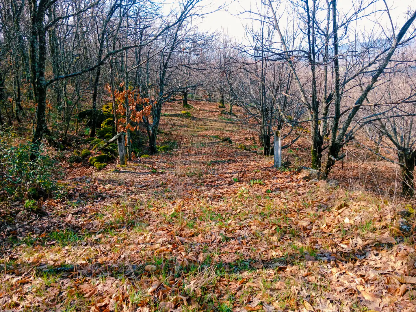 Terreni e lotti in vendita a Arroyomolinos de la Vera, imagen 35
