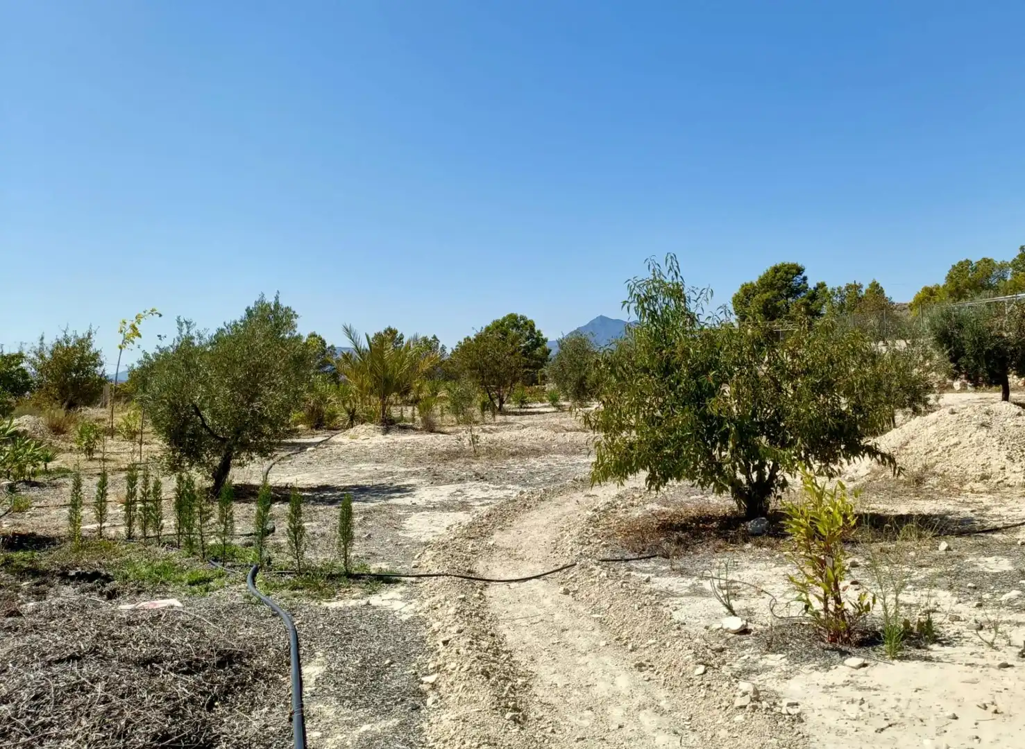 Finca rústica en venda en Abanilla