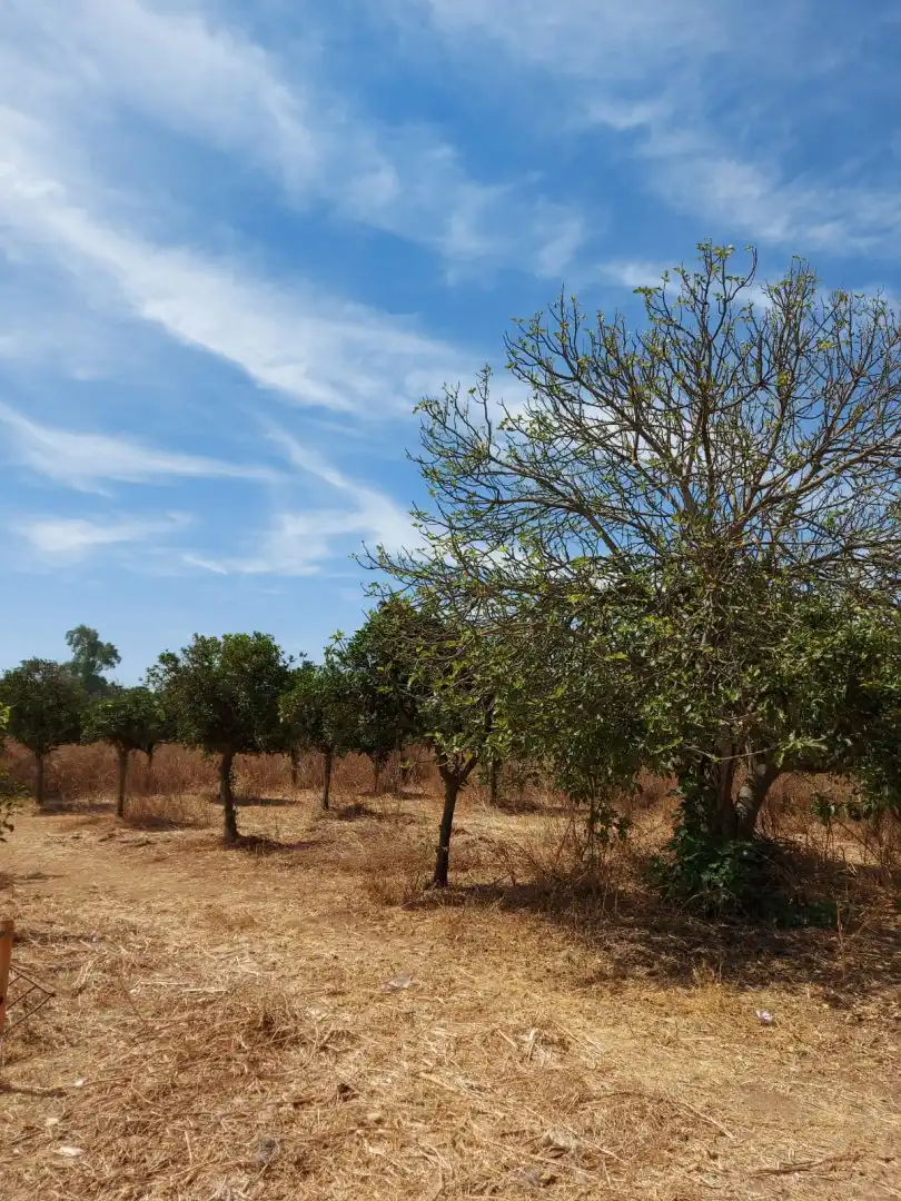 Casa o xalet en venda en Dos Hermanas amb Terrassa, Piscina i Moblat