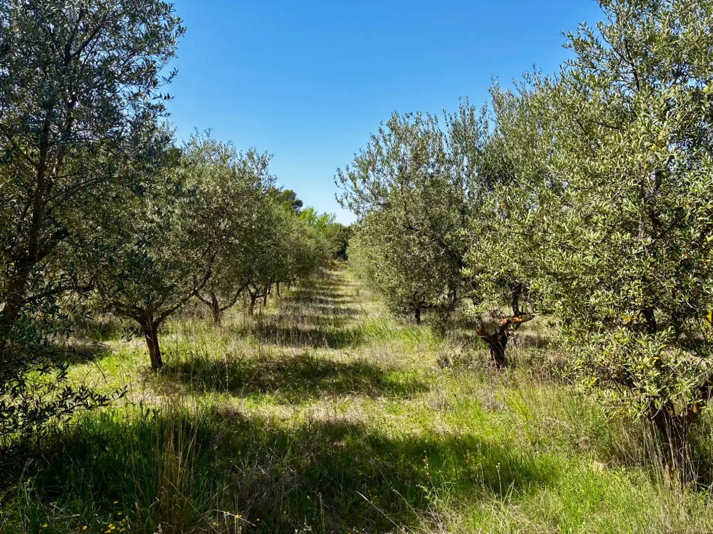 Terreno en venta en La Pobla de Cérvoles