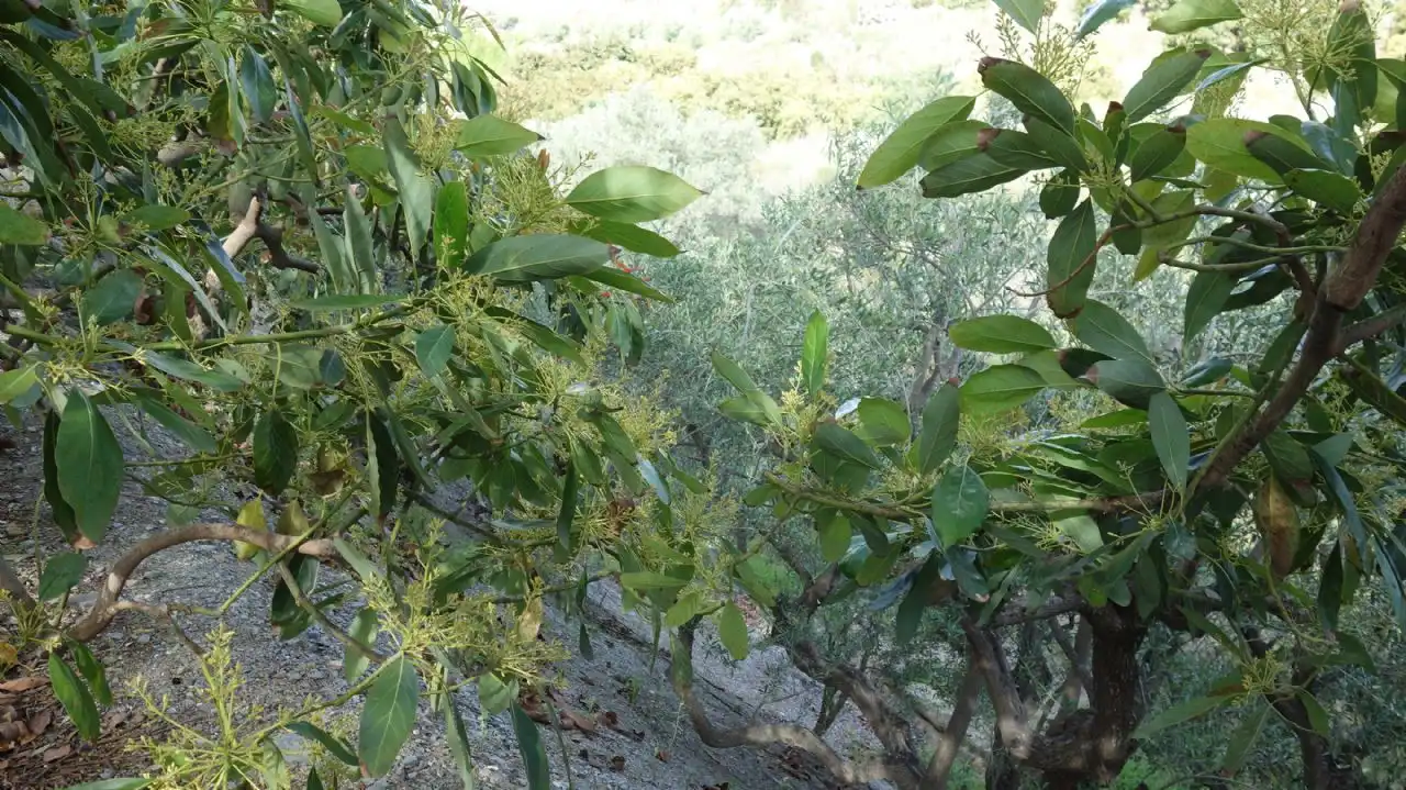 Jardí de Finca rústica en venda en Molvízar