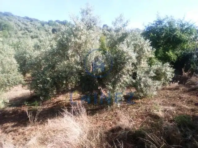 Residential land for sale in Espiel, imagen 2