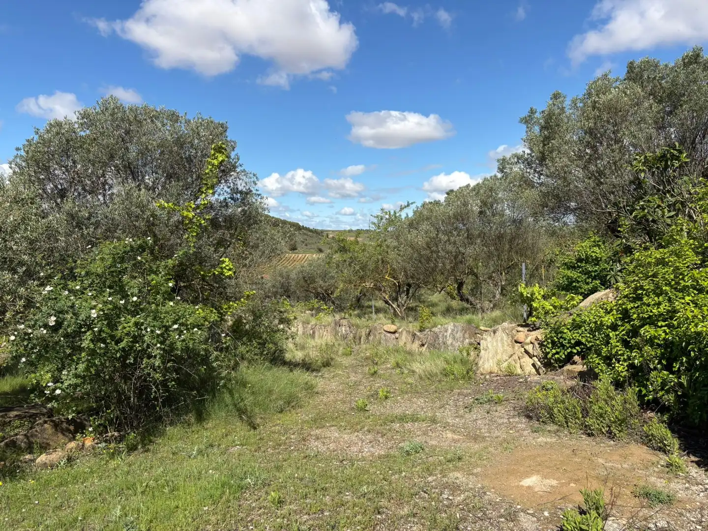 Land for sale in Cenicero