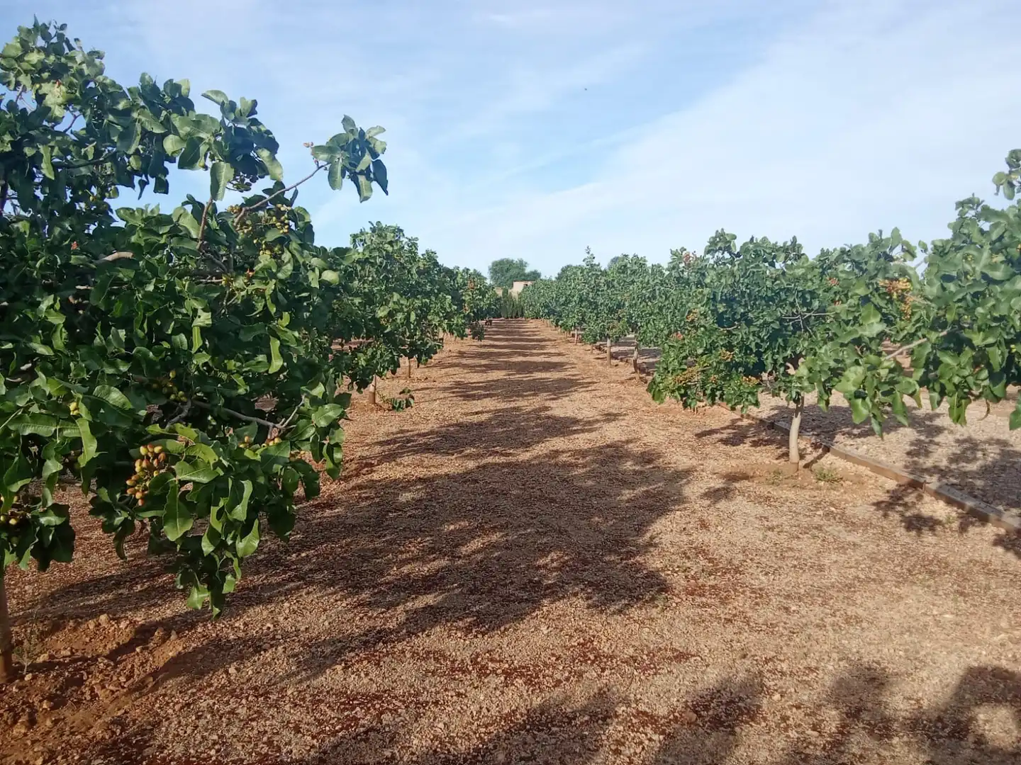 Terreno en venta en Ciudad Real