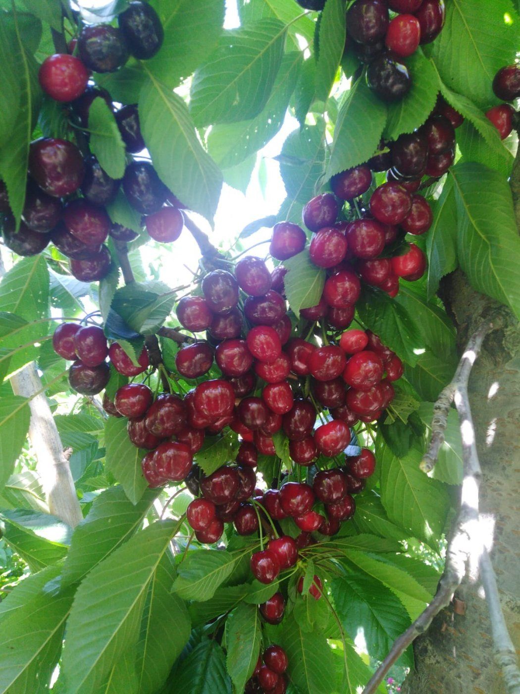 Jardín de Finca rústica en venta en Abla