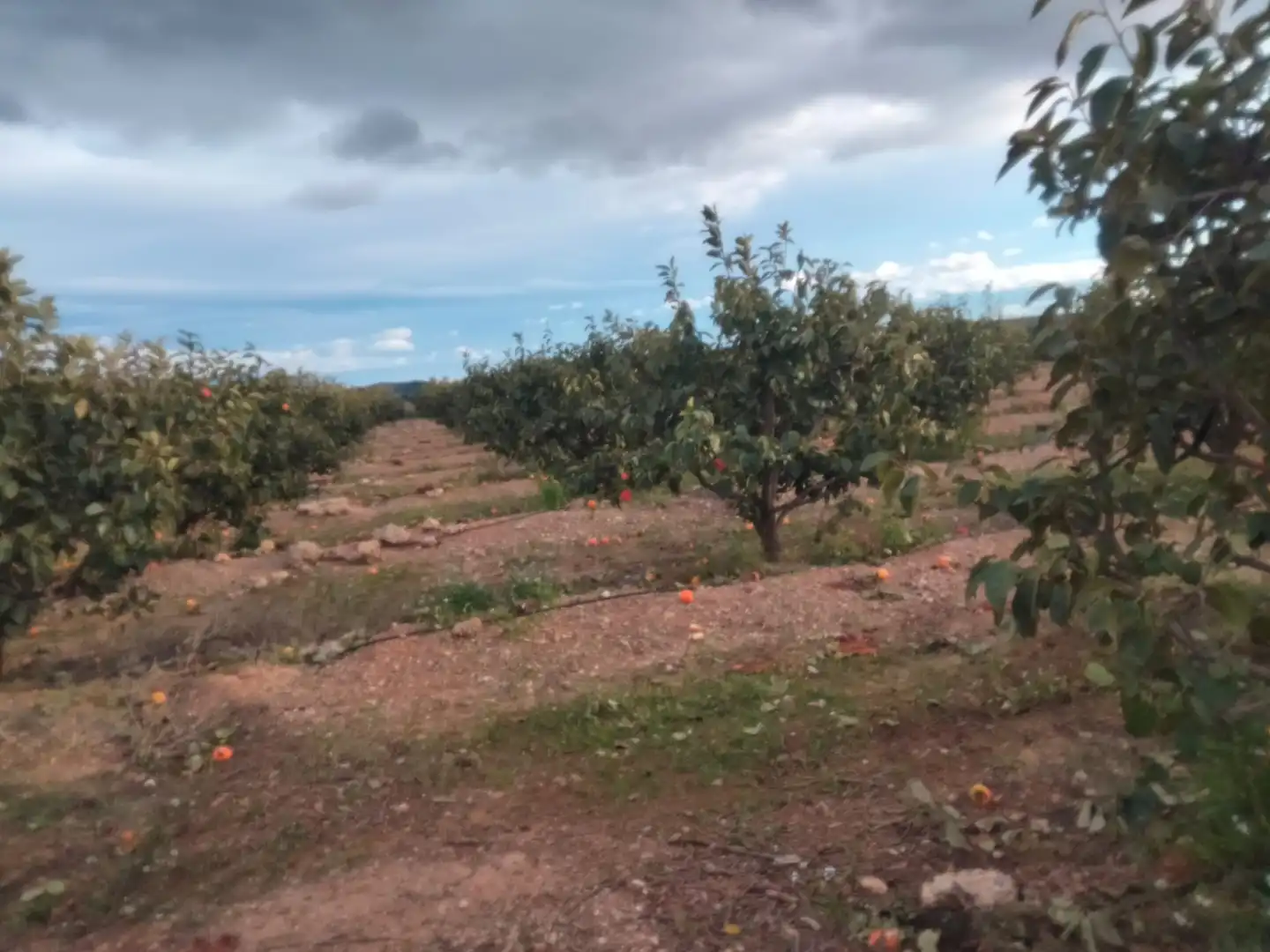 Terrain rustique à vendre à Parque de la Bombilla, imagen 4