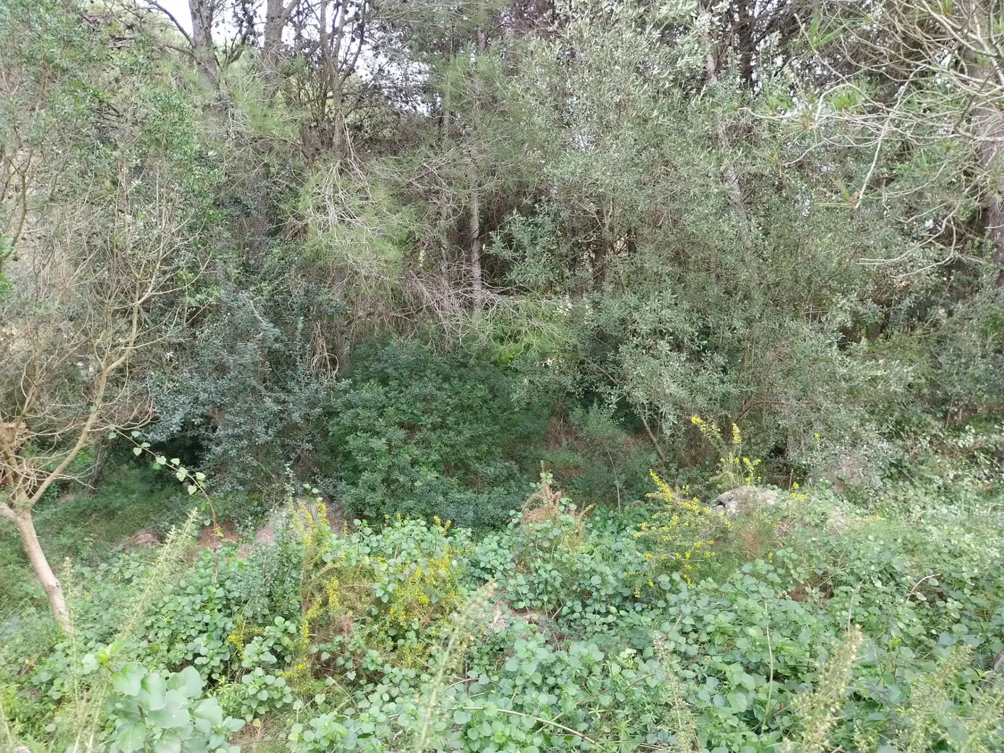 Terreno residencial en venta en Avinguda Portitxolet, imagen 5