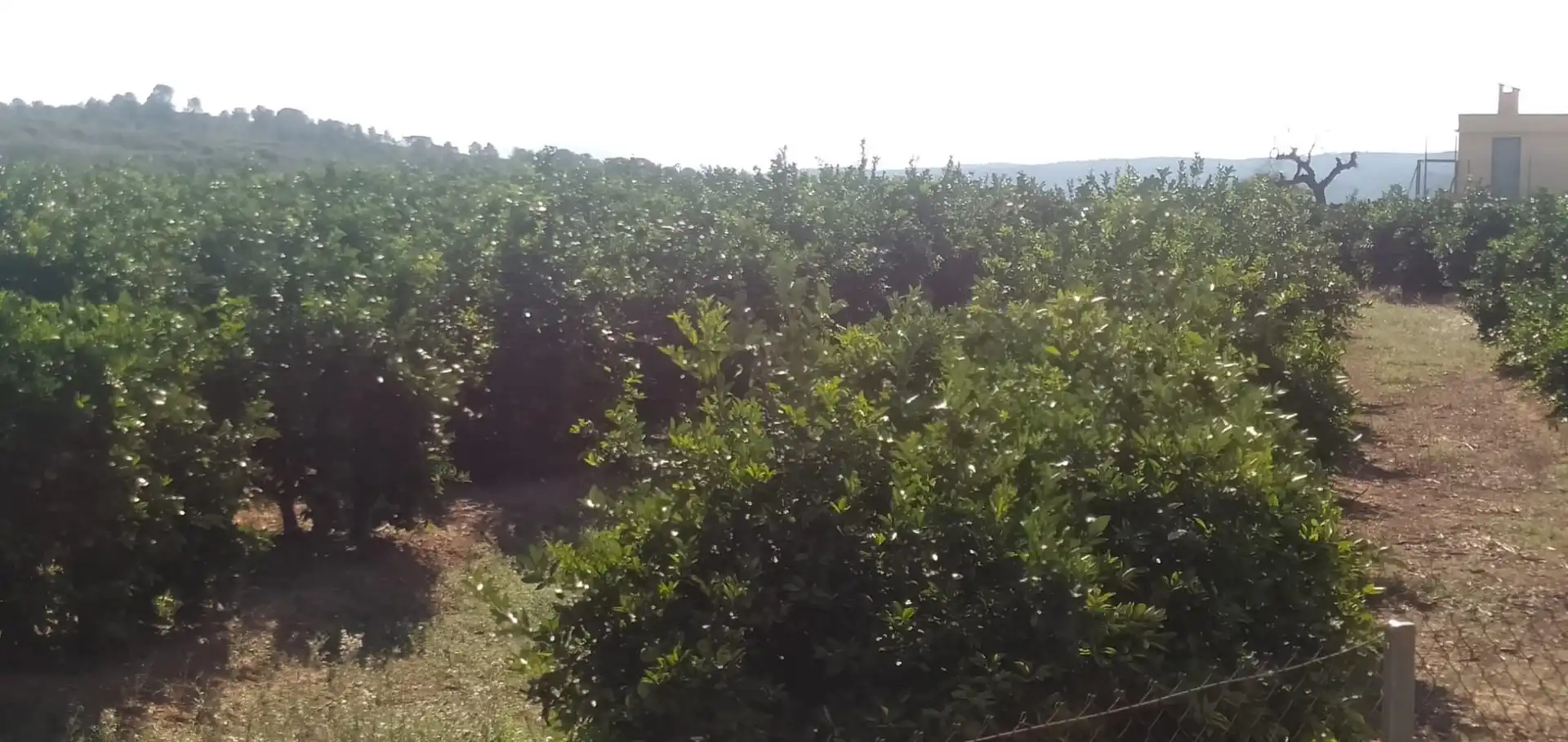 Finca rústica en venta en Pedralba con Jardín privado, Terraza y Trastero
