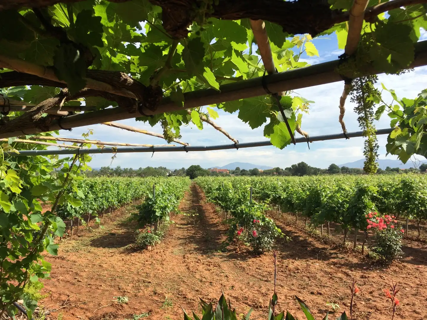 Terreno rústico en venta en Camí Reial del Frontó a la Bassa del Surco 11, imagen 5