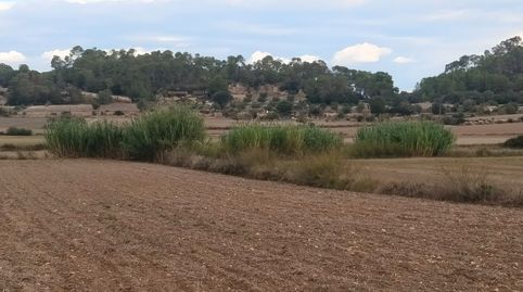 Foto 5 de Terreno en venta en Sineu, Illes Balears