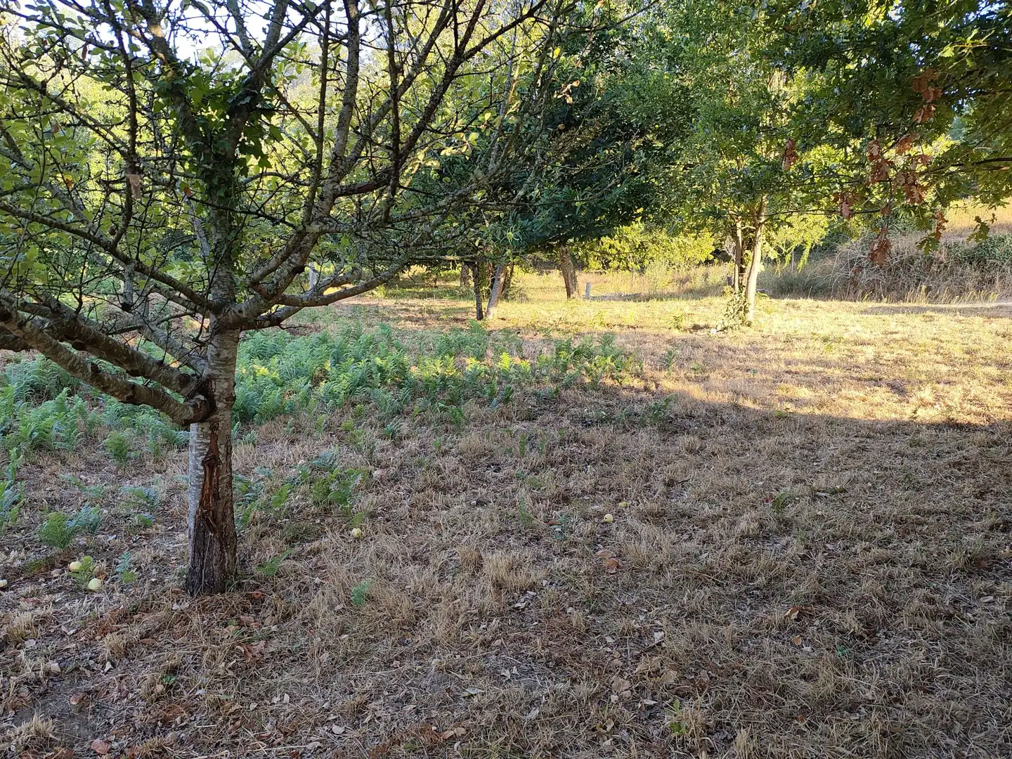 Terreny residencial en venda a Barrio Rabadáns Alxén Campo, imagen 4