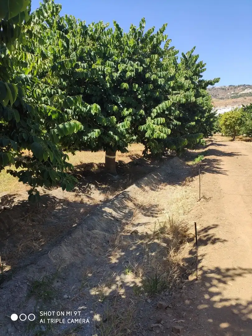 Finca rústica en venda en Almuñécar amb Jardí privat