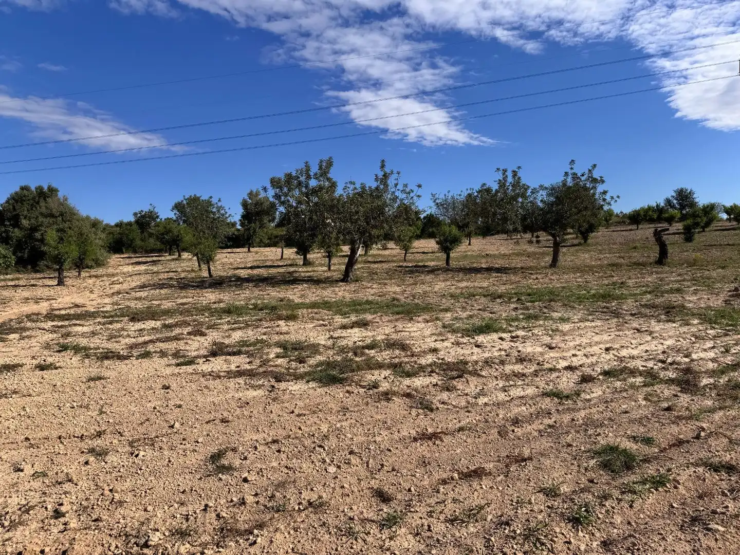 Land for sale in Polígono 26 Parcela 21 CASA BLANCA-BARBETA. TORRE, 26, Poligono Mas del Jutge