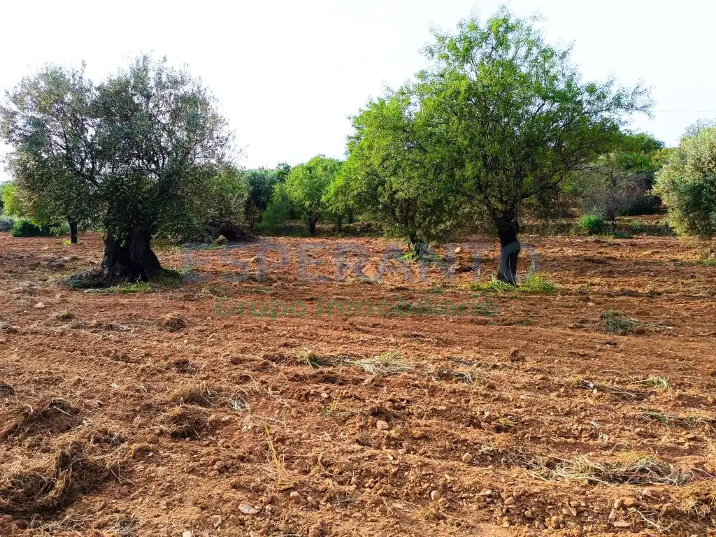 Terrenys i solars en venda a Partida Llano Comisario, imagen 6