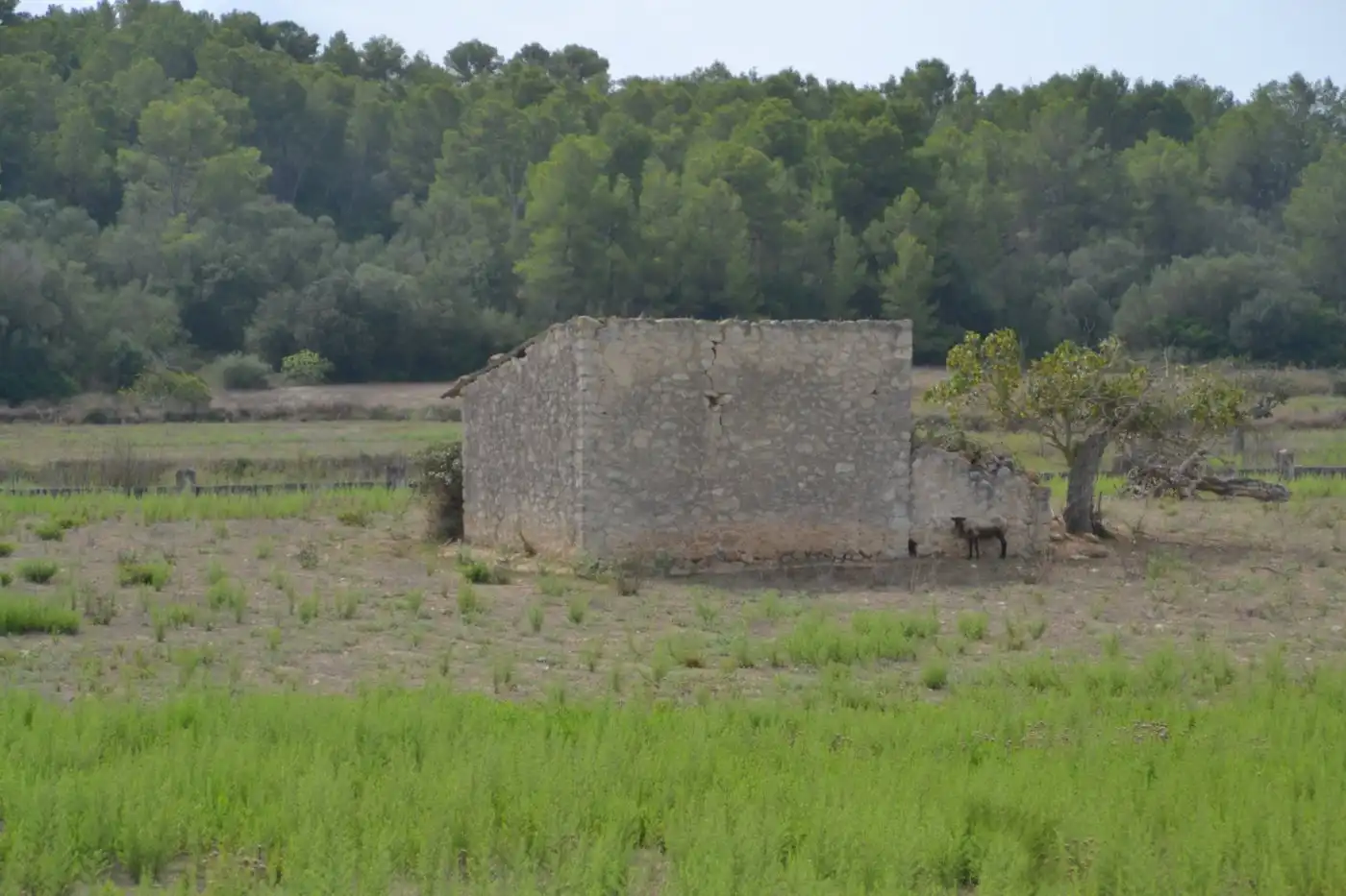 Finca rústica en venda a Sineu