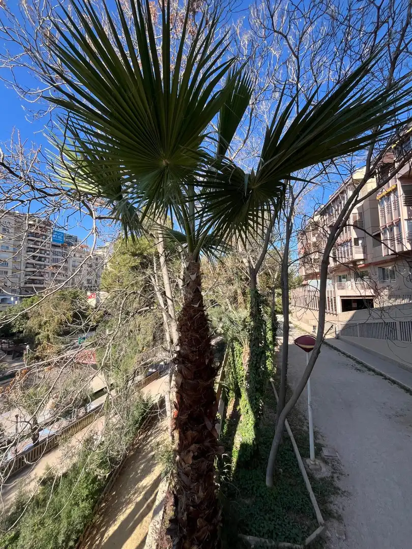 Vista exterior de Planta baixa en venda en Elche / Elx amb Aire condicionat, Calefacció i Terrassa
